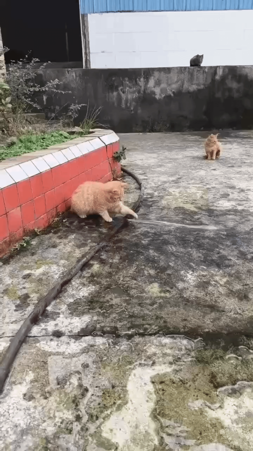 にゃーんちゃん
