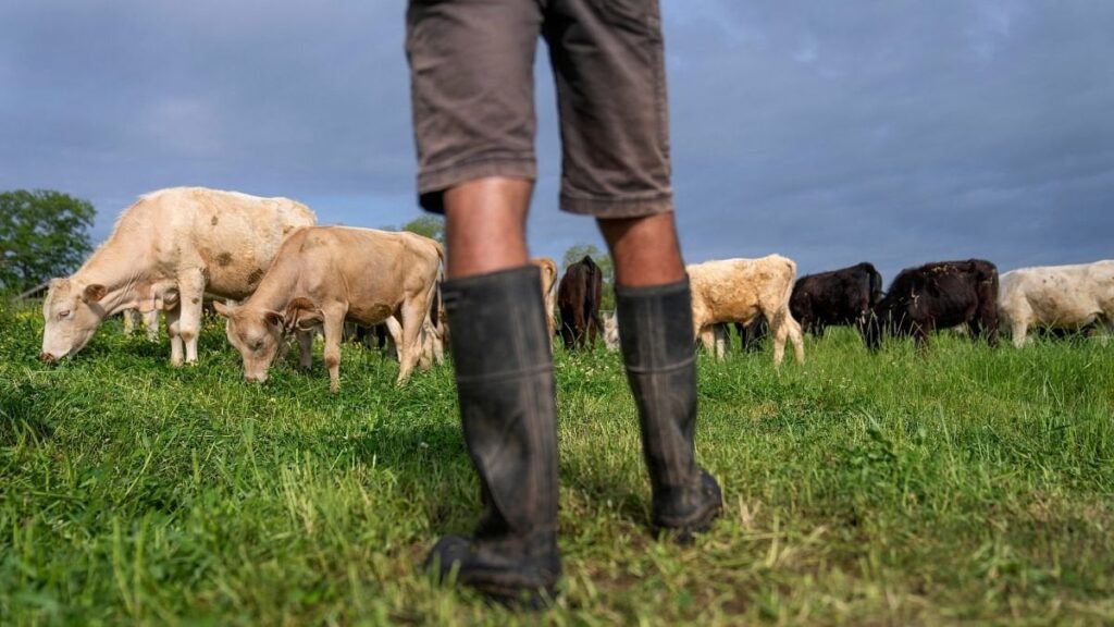 牧草飼育牛肉は、工業用牛肉と同じくらい惑星に温まる炭素排出量を生産しています、と新しい研究は言います