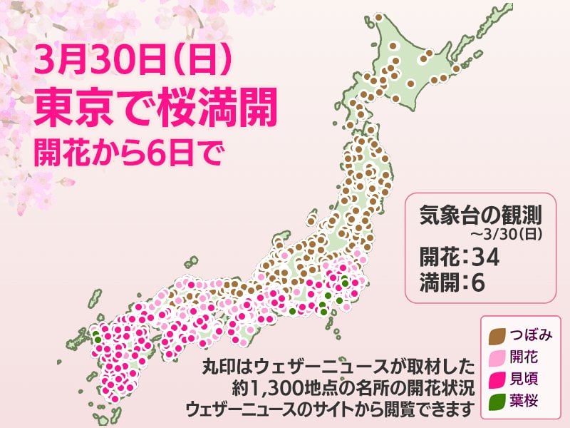 今日の桜開花状況 3月30日(日) 東京で桜満開に 開花から6日間で