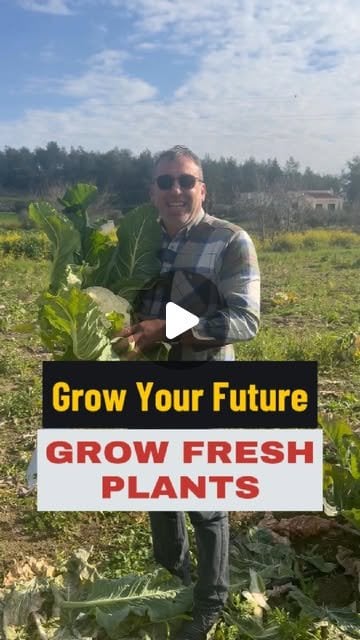 cauliflowérを植えるためにラントを購入したいですか？