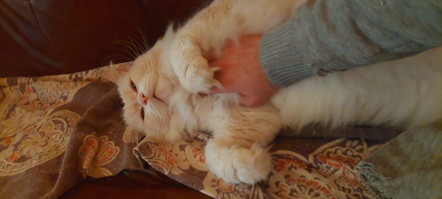 マチコボタ