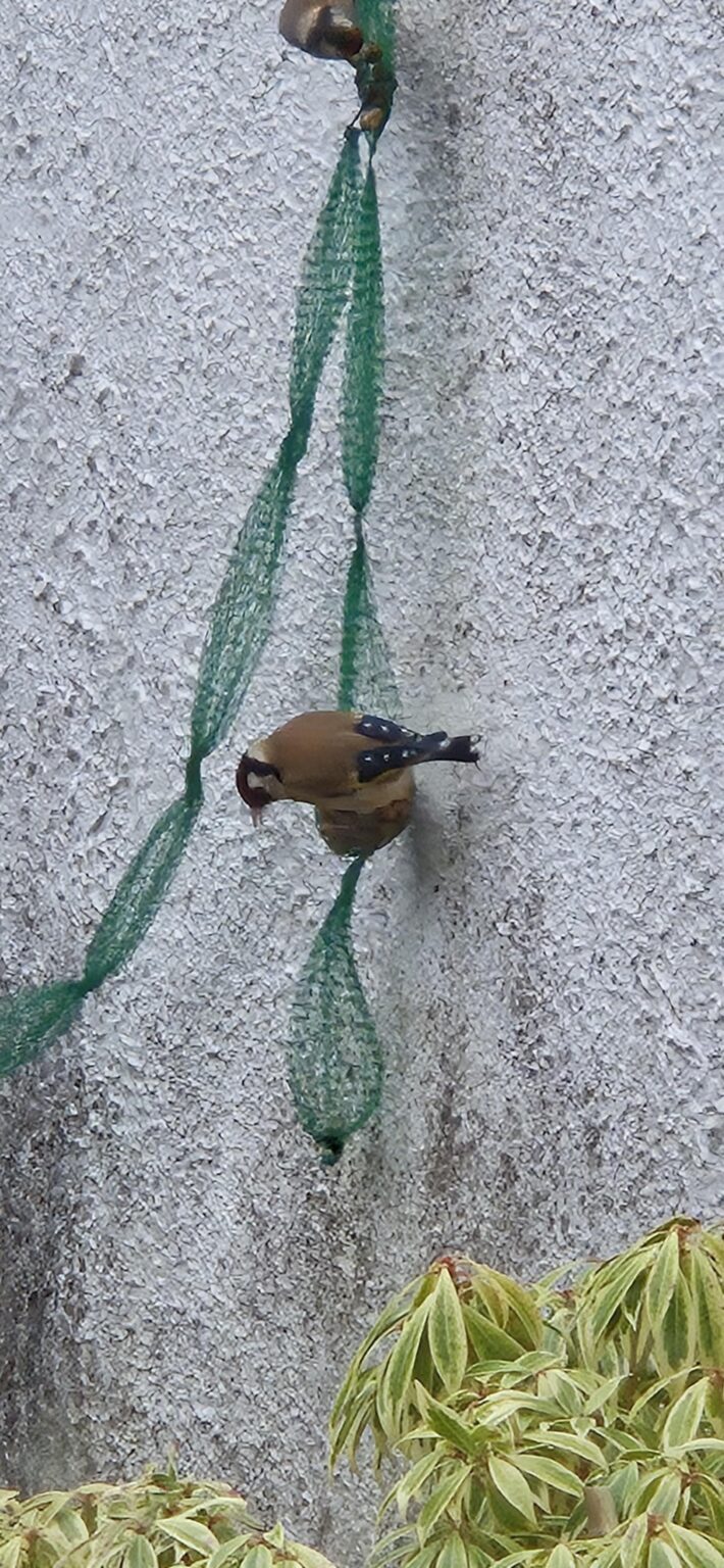 どんな鳥？