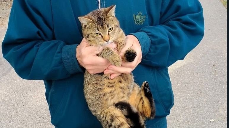 brnoでは、猫の販売のための男性の束をサーバル