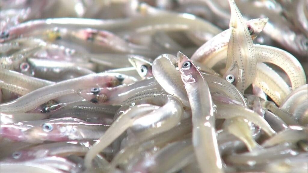 「漁獲量は２０１７年からずっと低い水準」イカナゴ漁が解禁 競りは去年より約３万円高値「ひとカゴ約２０万円」 播磨灘