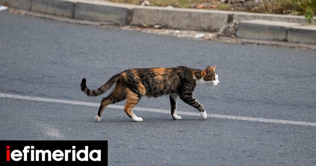 テッサロニキ：56歳の56歳の猫を毒殺した60,000ユーロが罰金を科します