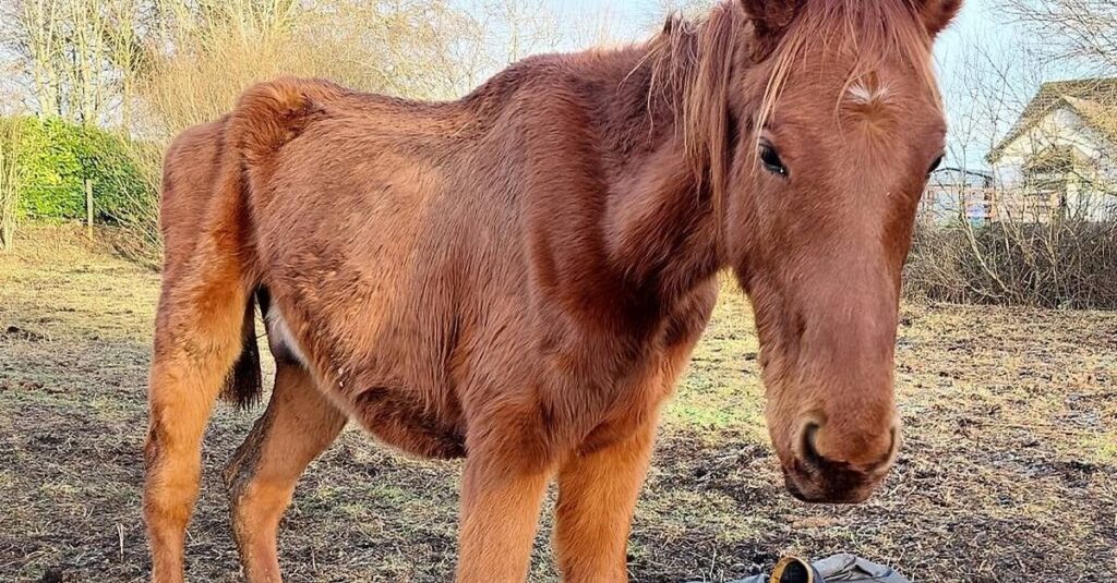 キルデアのカップルは、馬への残酷さで5か月間投獄されました。 （彼らは馬のセクターで働いています）