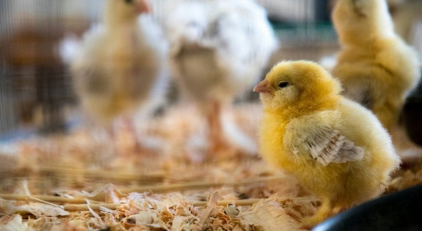「ルシエイブ人の鶏の探検に生きたまま凍っている動物があります」