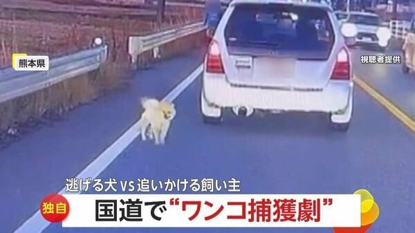 【独自】リード引きずりトコトコ…小さな犬が国道を“逃走” 飼い主は「疲れ果てたような表情」犬は「追いかけられて楽しげ」 熊本