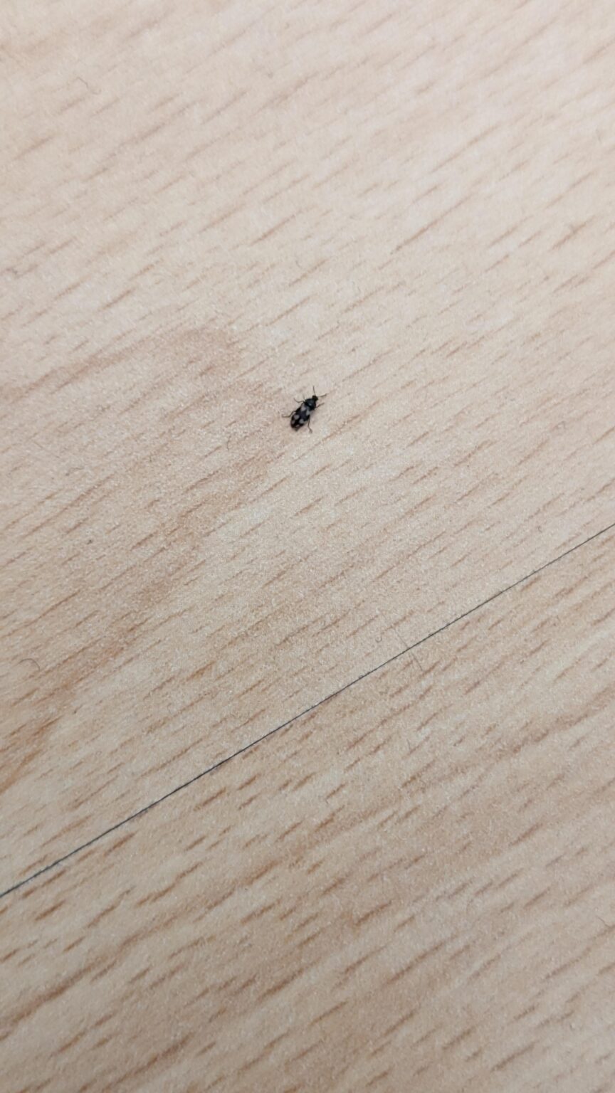 このバグは何ですか? このバグは何ですか?