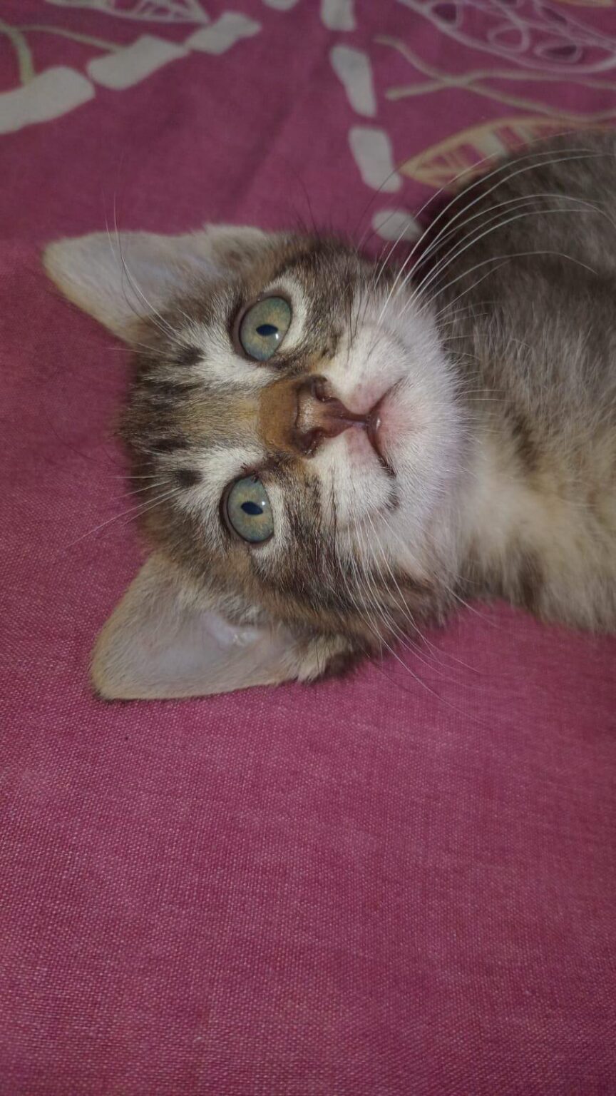 にゃーんちゃん
