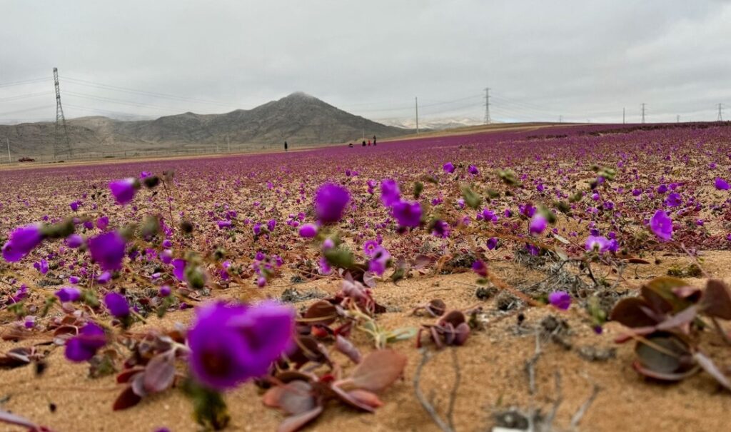 砂漠が一面の花畑に、真冬のチリで異常に早い開花 - CNN.co.jp