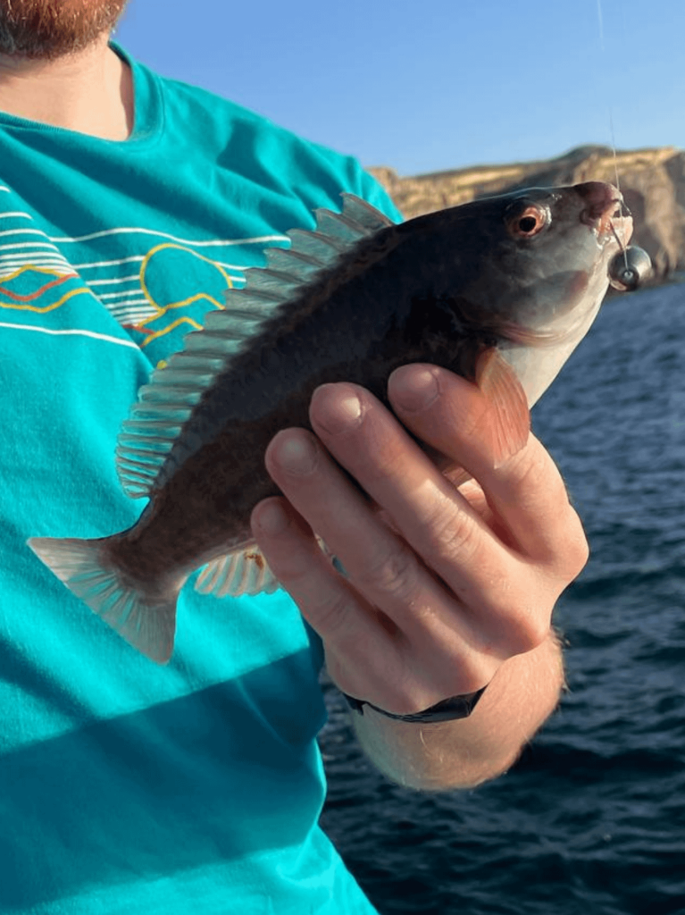 誰かがこの魚を識別できますか？