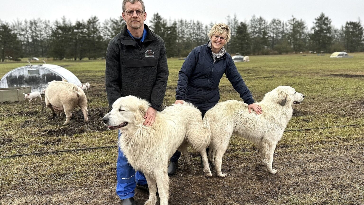 ガーディアン犬は子豚に合っています - そして、彼らはオオカミを扱うこともできます。