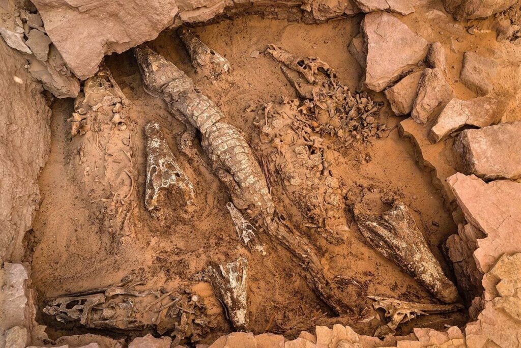 ワニのミイラを10体も発見、縄で縛られ炎天下に放置か、驚き