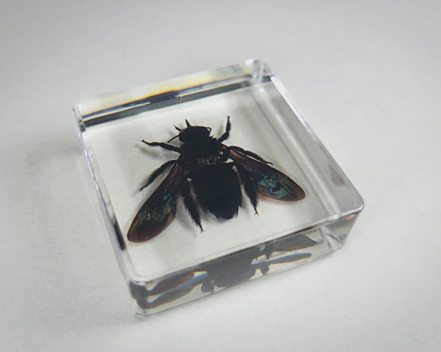 リガの場所樹脂の昆虫をどこで買うか？