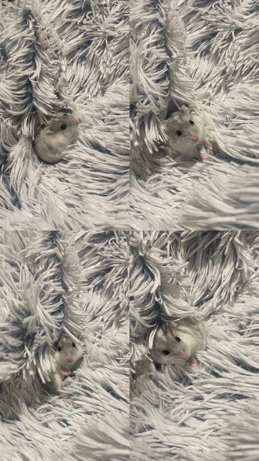 私はヘリムになりました