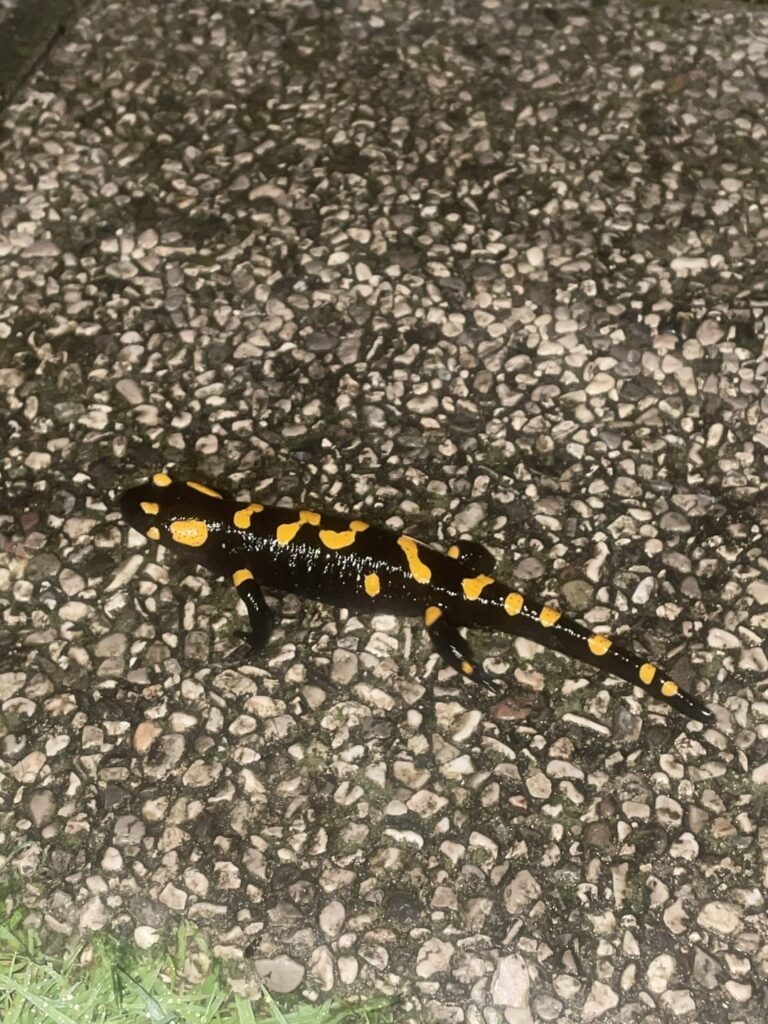 庭に再びスパイ