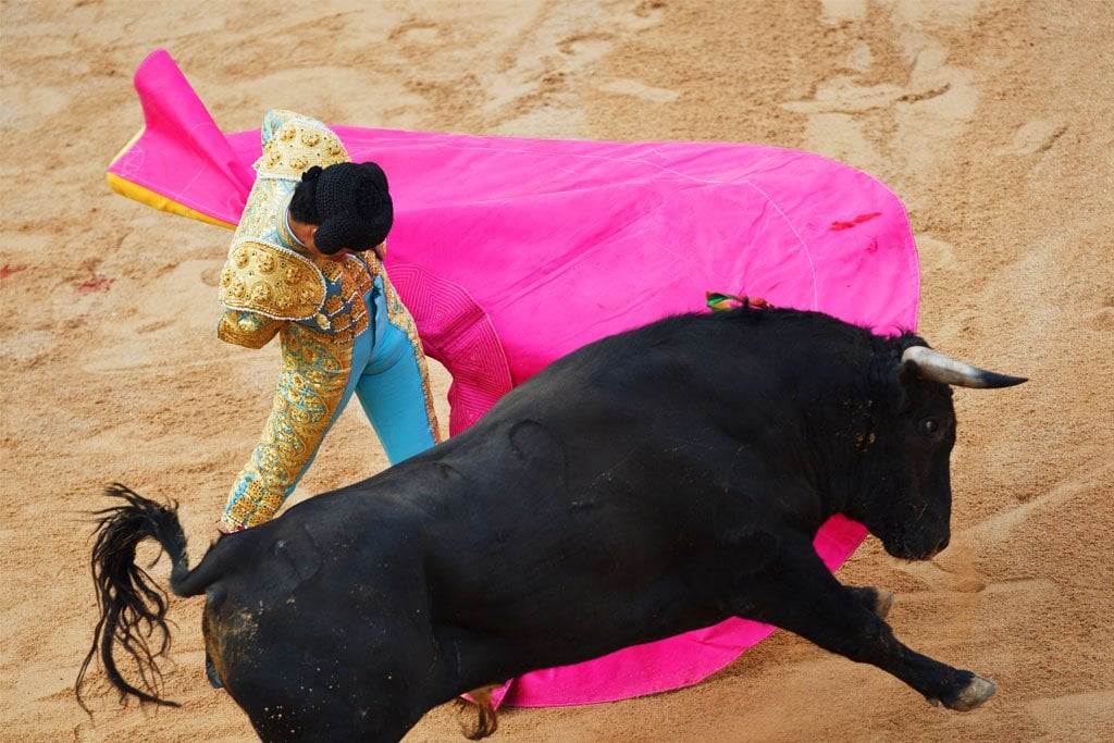メキシコ：「ブラッドブルフィーズ」 - 動物の権利活動家の勝利（写真）