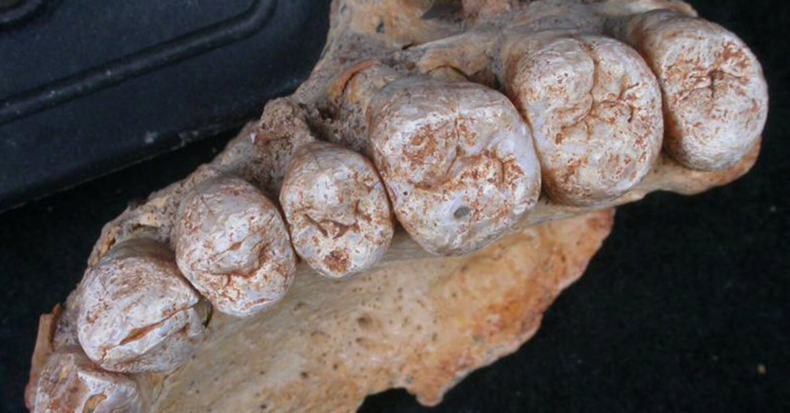 Oldest human remains outside Africa found in Israeli cave Oldest human remains outside Africa found in Israeli cave