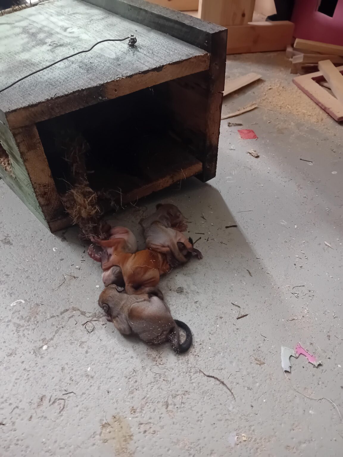 壊れた鳥の箱を修理している間、これらは落ちました...