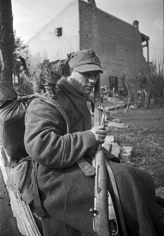 彼の肩にネコの仲間がいるポーランドの戦闘機（1944年頃）