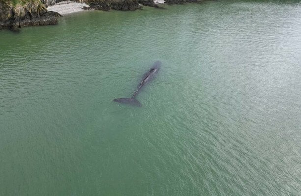 精子クジラは、ウェックスフォードが今海に泳いでいることを目撃し、恐怖を魅了します