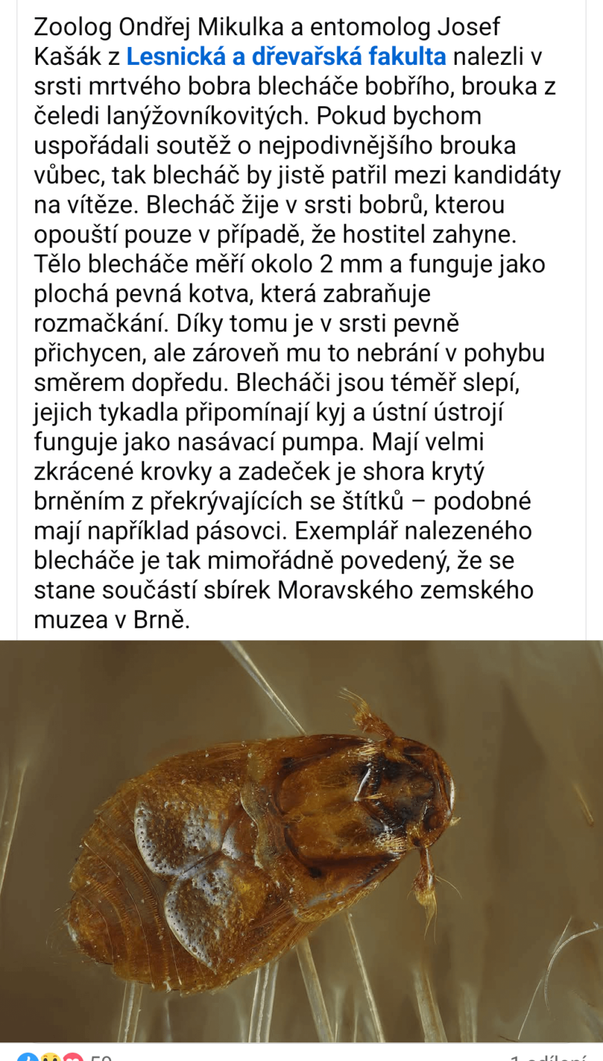 Kurwbobrvešがあることをご存知ですか？