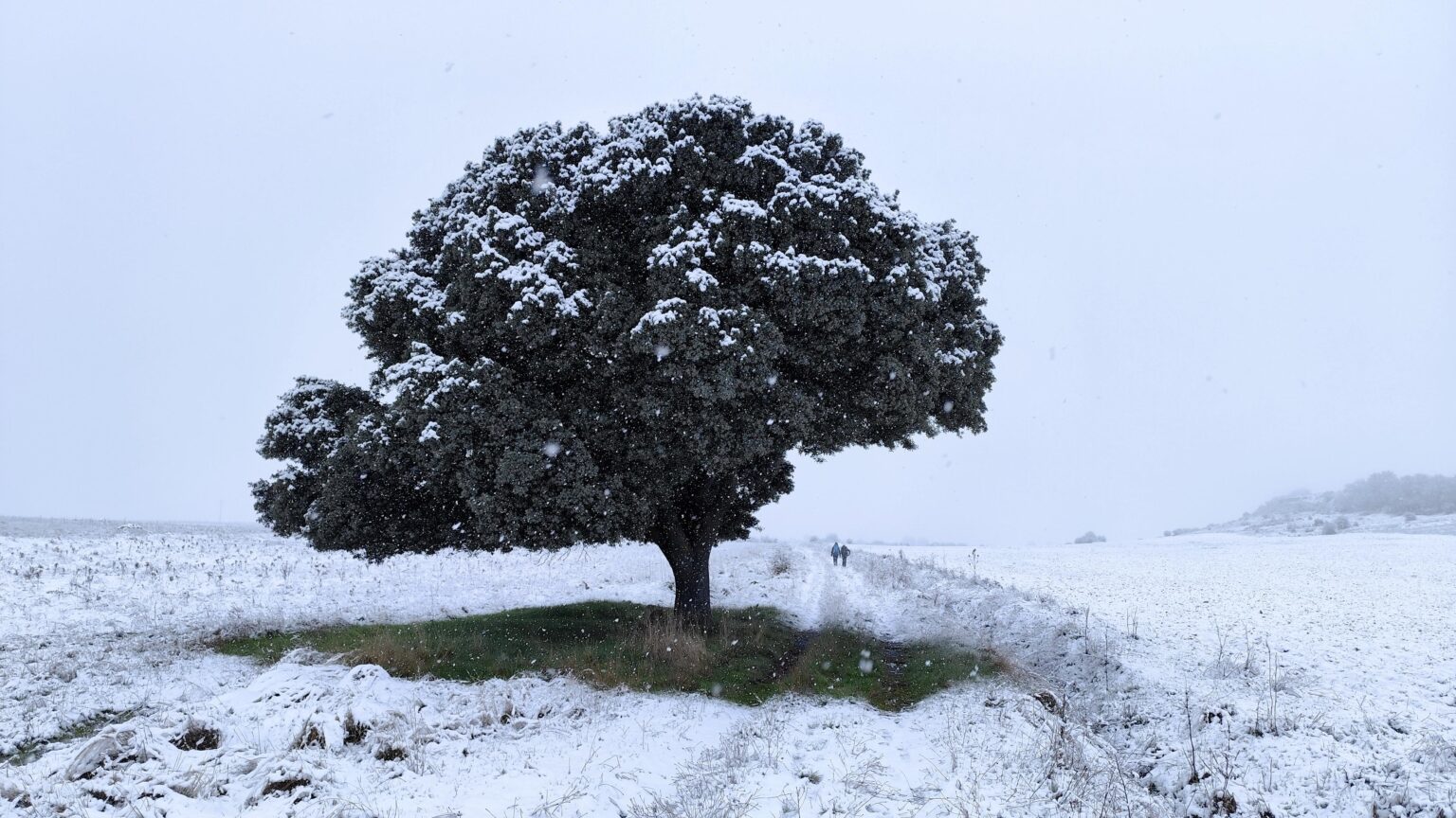 グアダラハラのタマジョンの雪の畑。