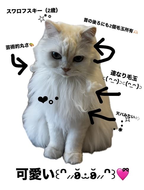 「可愛さは飼い主に似たんだね」CANDY TUNE 村川緋杏が愛の詰まった”うちの子”紹介画像を公開！ | 話題の投稿