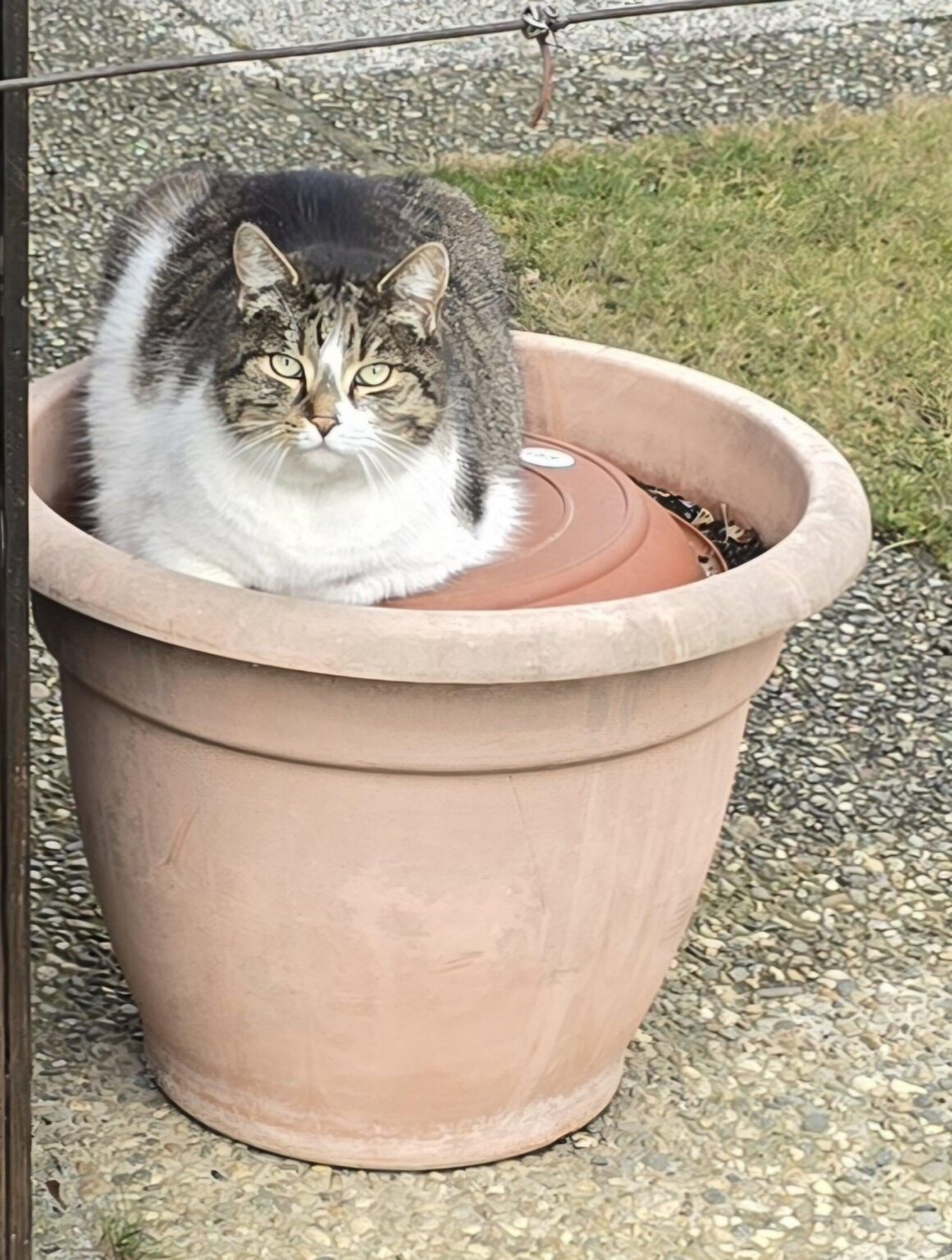Mačkobota -Catos domesticus