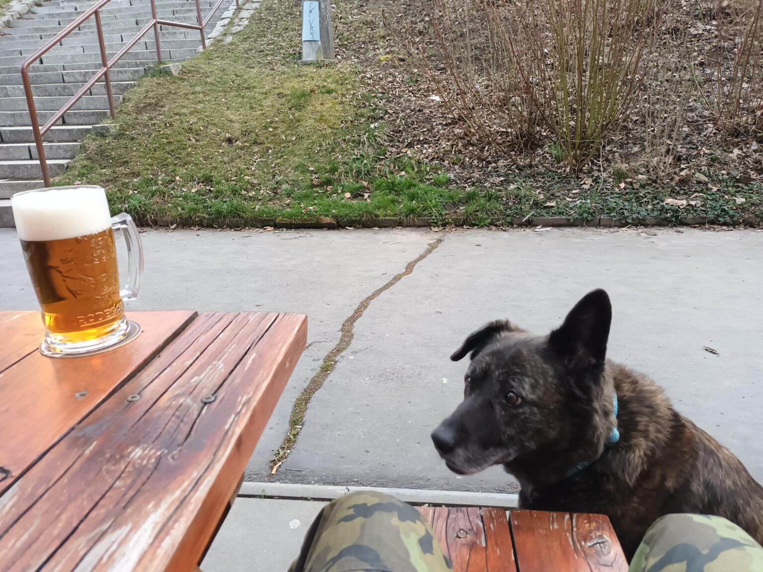 🐕🍺