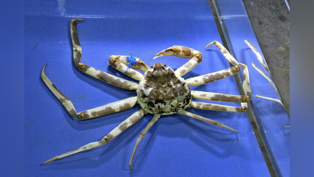「迷彩柄」ズワイガニ、兵庫・豊岡市で水揚げされ「城崎マリンワールド」へ…報告事例はわずか６件