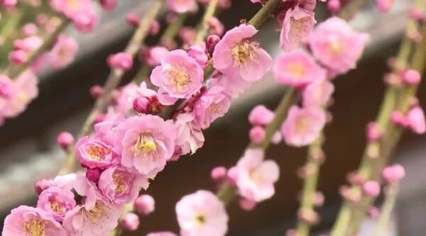 伏せている龍を彷彿とさせる姿「臥龍梅（がりゅうばい）」見ごろに 例年より1週間ほど開花遅く 大牟田市の普光寺 福岡