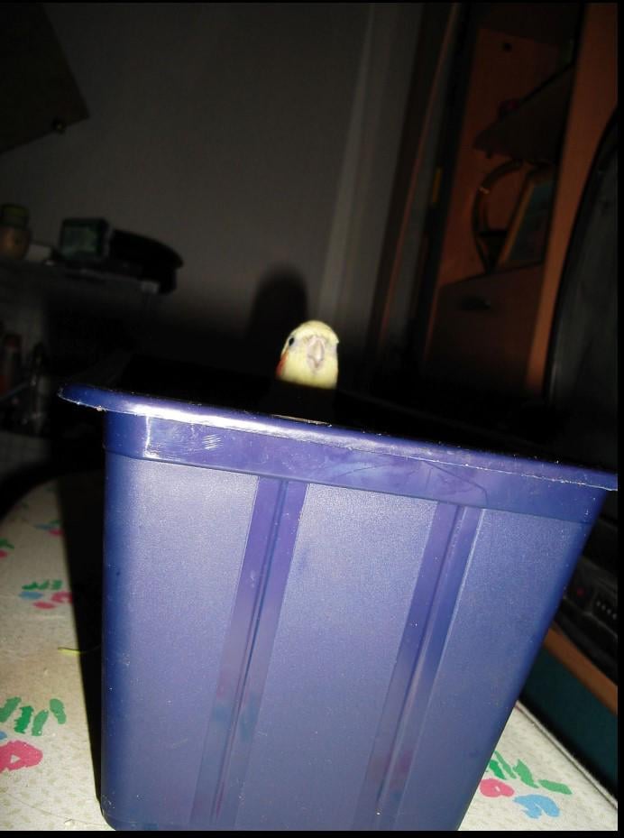 J ..鳥の猫私たちは痛みを涼しくしています