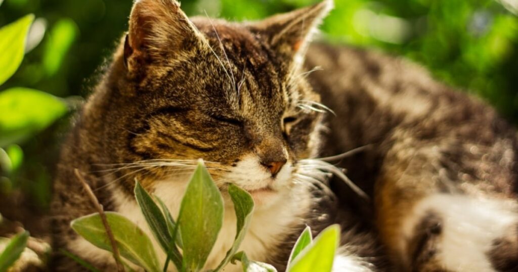 なぜ猫は「死期が近づくと身を隠す」と言われるのか。動物行動学のプロが解説する”信ぴょう性”