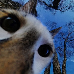 私はこのリトアニアの歌を見つけてそれを愛していますが、リトアニア人を話すことはできません。