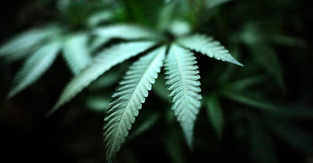 世論調査：レクリエーション用の大麻の合法化をサポートしていますか？ | BreakingNews.ie
