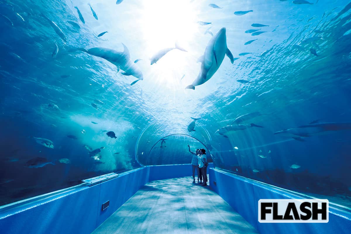 物価高ラッシュのなか「のとじま水族館」入場料“値上げ”にファンたちから歓迎の声…担当者が語る“理由”