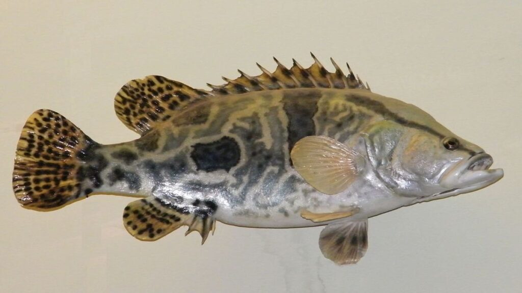 マンダリンの魚と元s