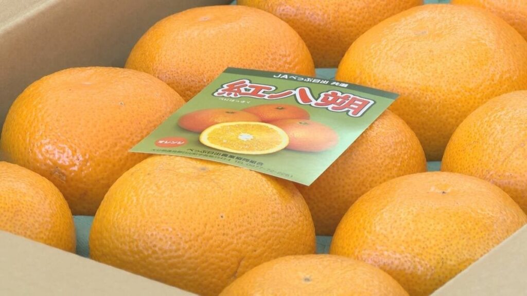 紅八朔3700玉を贈呈 子どもたちに味わってほしい JAべっぷ日出