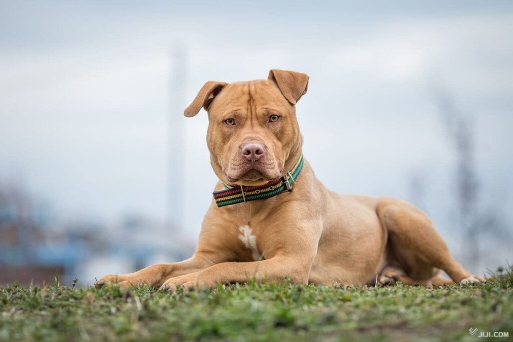 飼い主、犬に撃たれる 就寝中の「偶発的」発砲―米