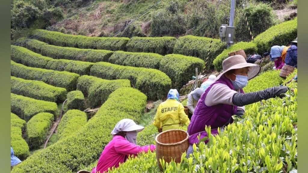 「日本一の茶どころ」奪還へ、静岡が新ブランドでＰＲに本腰…鹿児島に抜かれ生産量２位に転落