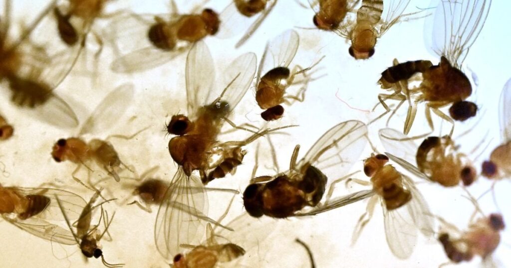 「バナナ・ハエが権利を得るときのばかげている」| SVD
