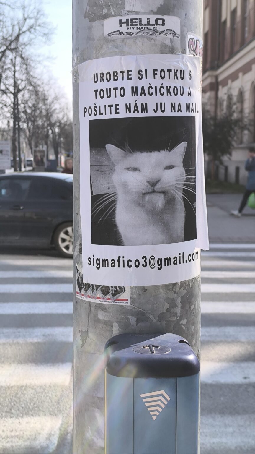 猫の写真付きのポスター。