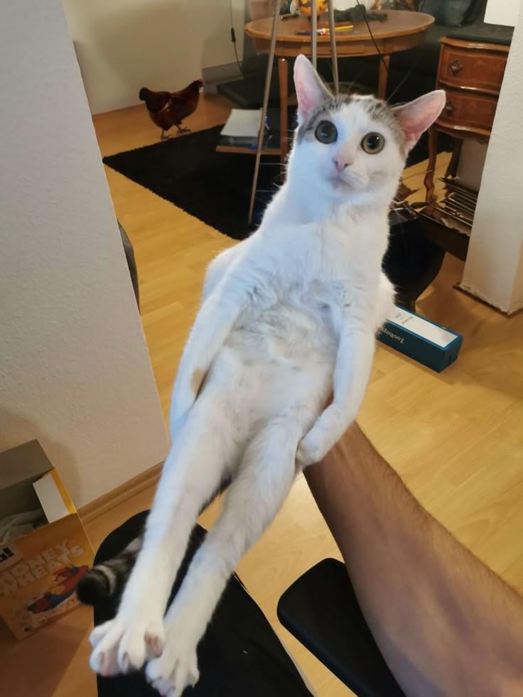 社交する必要があります