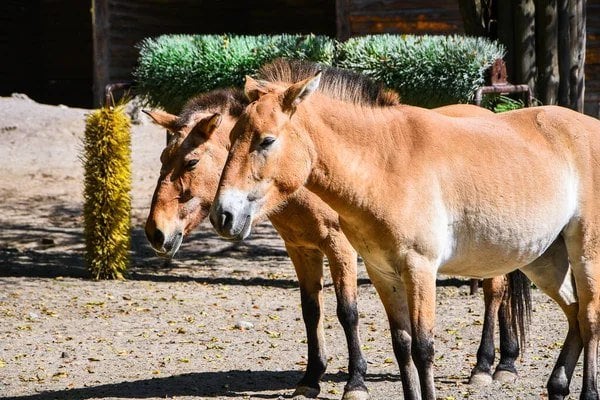 Kazakhstanは、Przewalskiの馬、Turanian Tiger、Snow Leopardの個体数を復元します