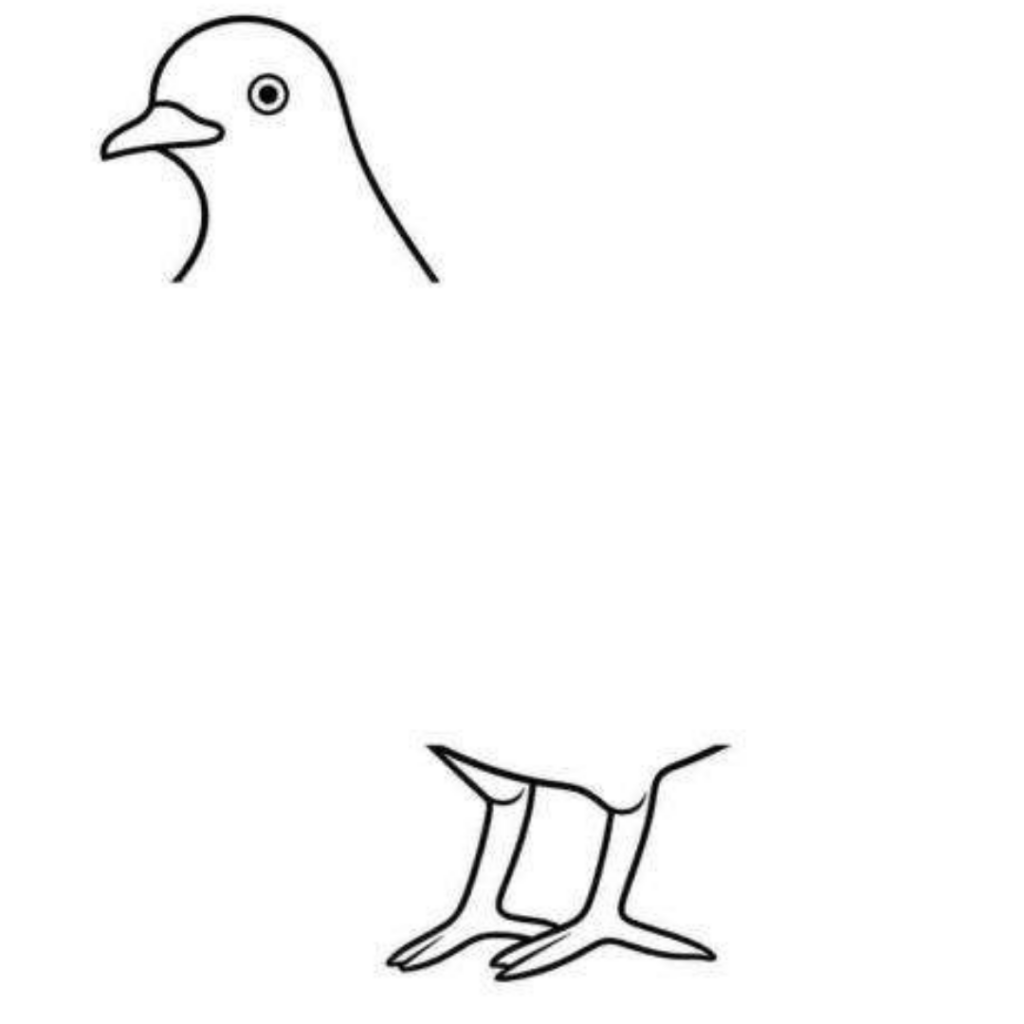 私にオウムを説明してください