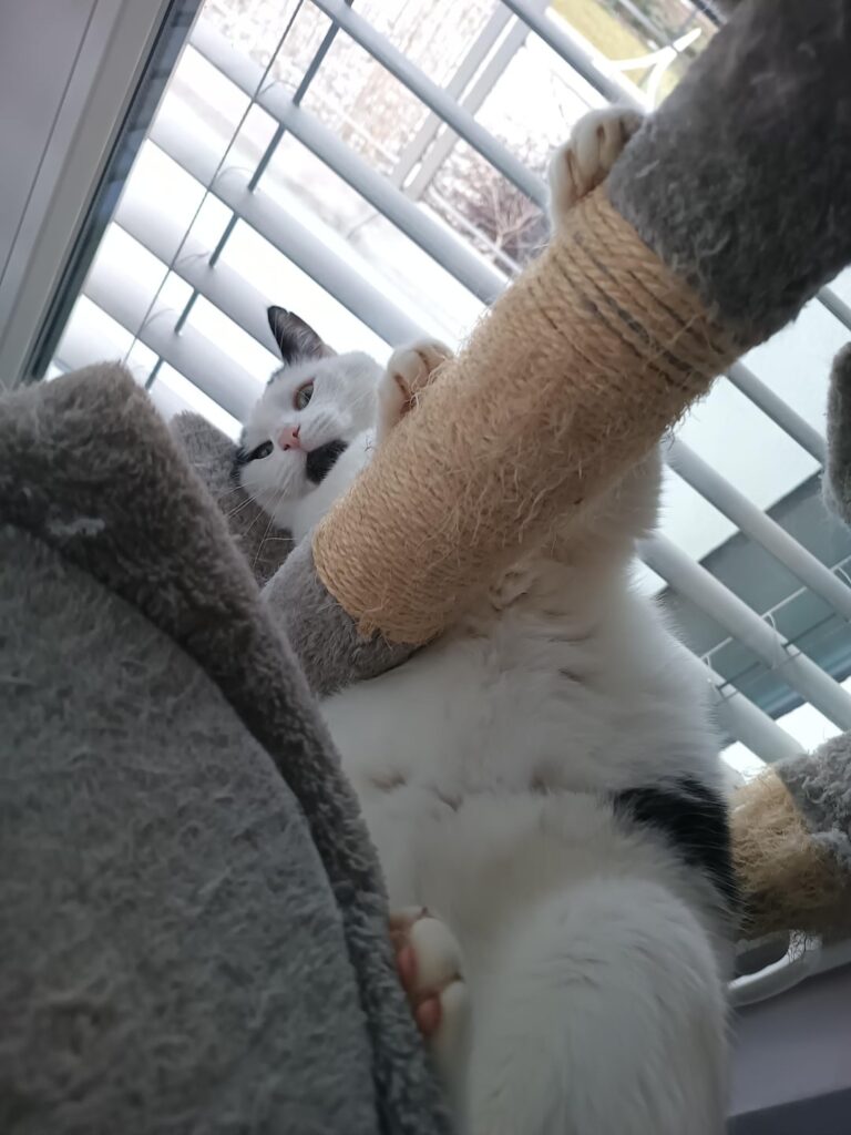 マチコボタ
