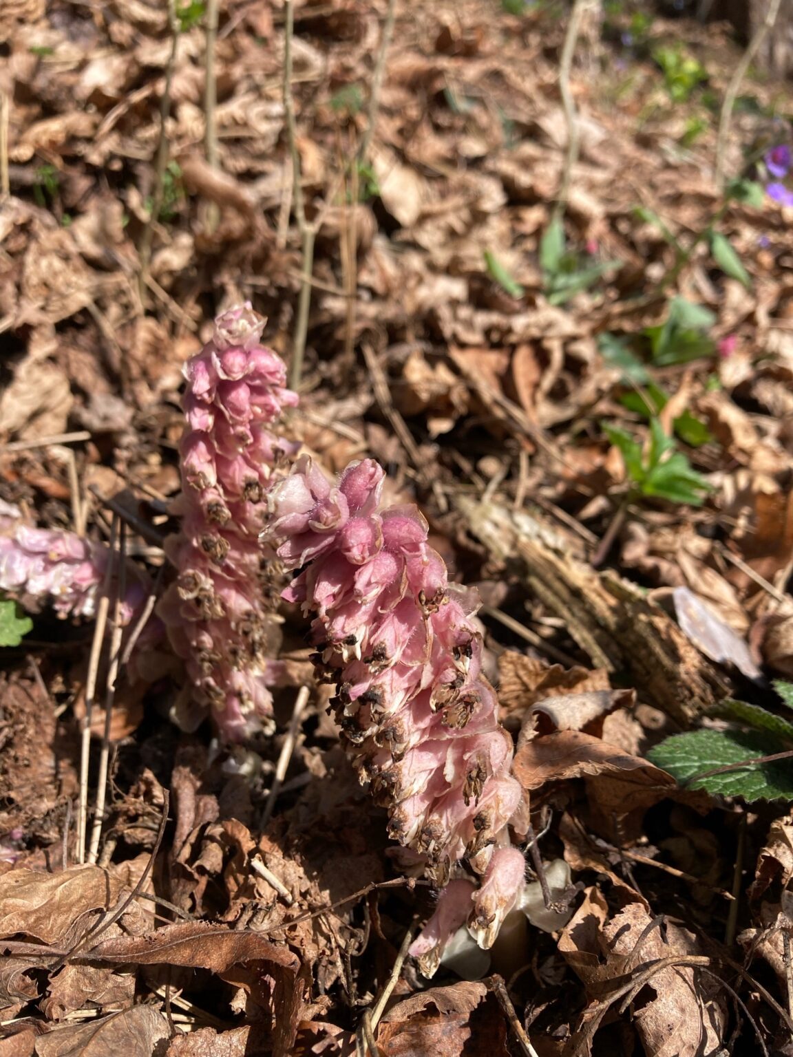 これらの花にスロバキア語で名前を付けてもらえますか？