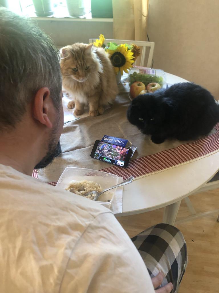 Lifeは、パブの仕事、Ipren、Starcraft 2トーナメント、電話での2匹の猫の後の「朝食」のランチボックスです。おはようスウェディット！